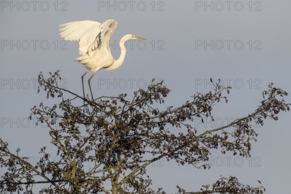 Great Egret (Ardea alba), Emsland, Lower Saxony, Germany