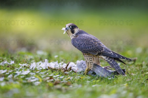 Peregrine Falcon (Falco peregrinus), Germany