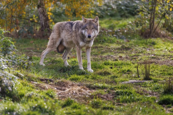 Wolf (Canis lupus), Germany