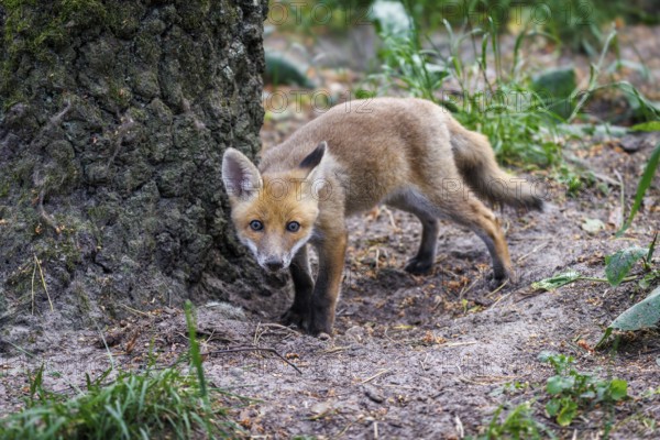 Red fox (Vulpes vulpes), Germany
