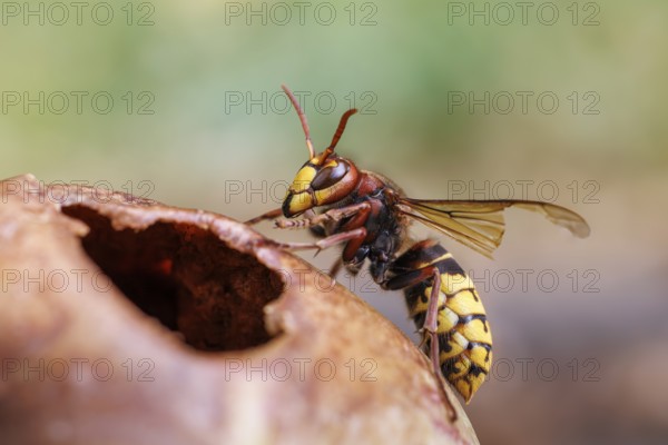Hornet (Vespa crabro) eats on an apple, Germany