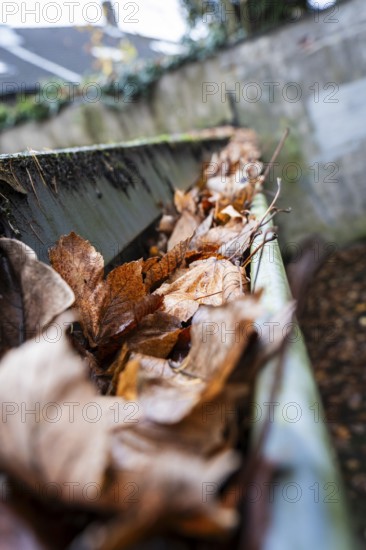 A clogged gutter is filled to the brim with brown, dry autumn leaves, Wuppertal, Germany