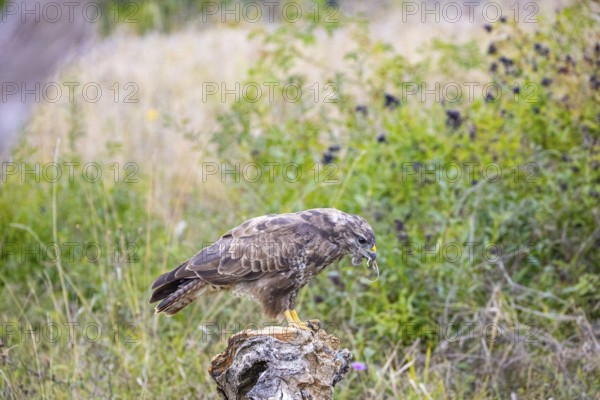 Common Buzzard (Buteo buteo) Germany