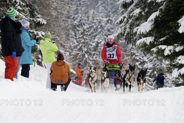 Sled dog racing, Todtmoos, Black Forest, Baden-Württemberg, Germany