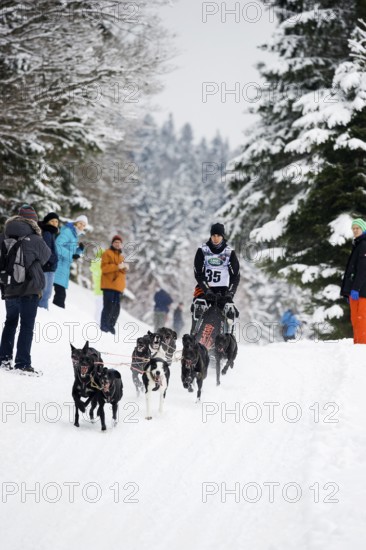 Sled dog racing, Todtmoos, Black Forest, Baden-Württemberg, Germany