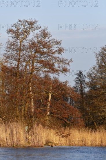 Alder trees in spring and reeds in warm light, Peenetal nature park Park, Mecklenburg-Vorpommern, Germany