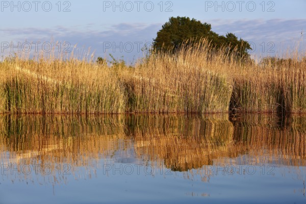 Long reeds with clear reflections in calm water on a sunny day, Peenetal nature park Park, Mecklenburg-Western Pomerania, Germany