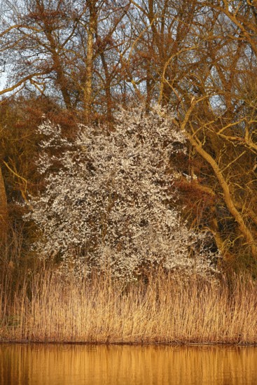 Blooming tree in front of bright reeds on a sunny day, Peenetal nature park Park, Mecklenburg-Vorpommern, Germany