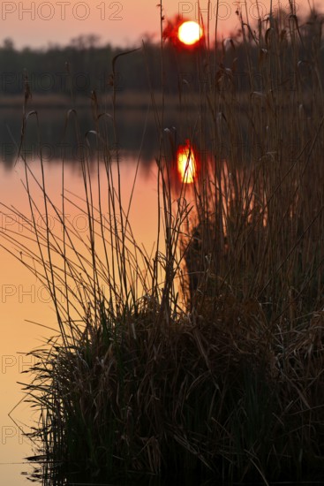 Sunset behind reeds with orange sky and reflections in water, Peenetal nature park Park, Mecklenburg-Western Pomerania, Germany