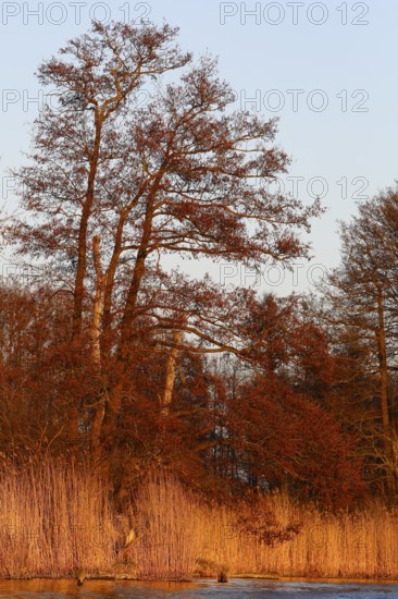 Alder trees in spring and reeds on the river in the warm light of the setting sun, Peenetal nature park Park, Mecklenburg-Western Pomerania, Germany