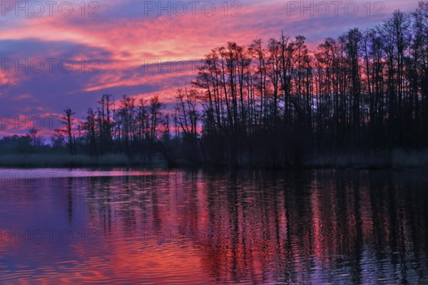 Colourful sunset with pink sky and trees reflecting in calm water, Peenetal nature park Park, Mecklenburg-Western Pomerania, Germany
