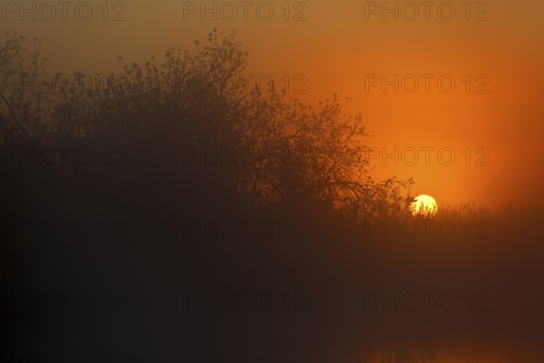 Mystical sunset behind treetops with orange fog, Peenetal nature park Park, Mecklenburg-Western Pomerania, Germany
