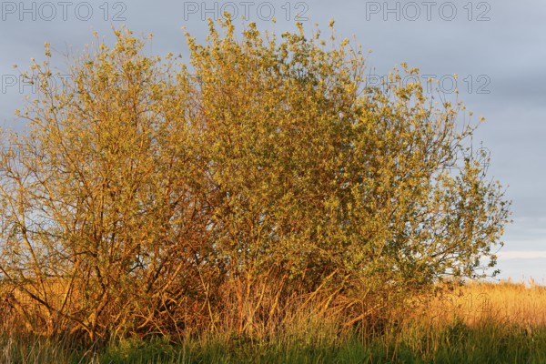 Bushes in the soft evening light of the golden hour, surrounded by grasses, Peenetal nature park Park, Mecklenburg-Western Pomerania, Germany