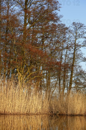 Alder trees in spring with river and reeds under blue sky, Peenetal nature park Park, Mecklenburg-Western Pomerania, Germany