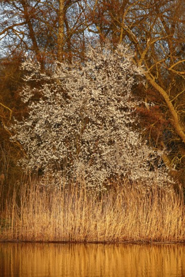 Blooming tree in front of golden reeds at dusk, Peenetal nature park Park, Mecklenburg-Western Pomerania, Germany