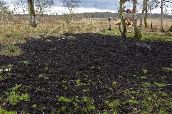 Wallow of wild boars, a swampy area with grass, moor and scattered trees under cloudy skies, Peenetal nature park Park, Mecklenburg-Western Pomerania, Germany