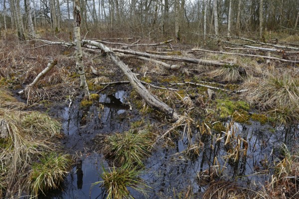 Fallen trees and grass in a swampy, melancholy landscape, Peenetal nature park Park, Mecklenburg-Western Pomerania, Germany