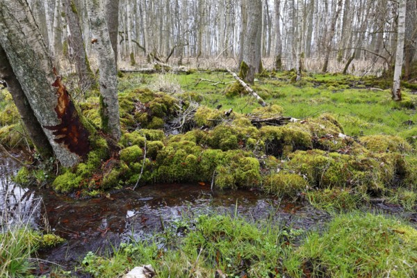 Moorland, trees with moss in a humid forest along a small watercourse, Peenetal nature park Park, Mecklenburg-Western Pomerania, Germany