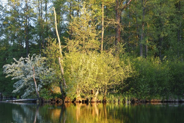 Bright sunlight falls on plants on the riverbank, surrounded by forests, Peenetal nature park Park, Mecklenburg-Western Pomerania, Germany