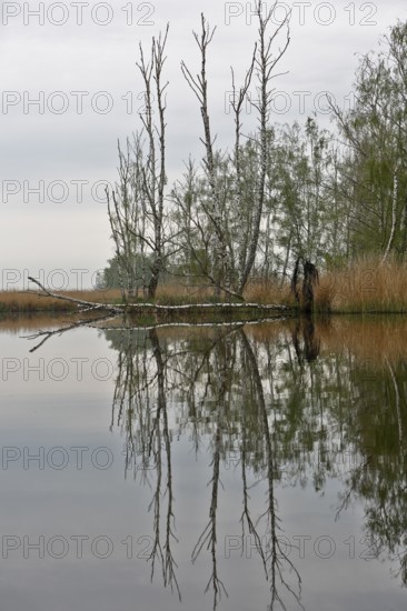 Bare trees reflected in a cloudy river, Peenetal nature park Park, Mecklenburg-Western Pomerania, Germany