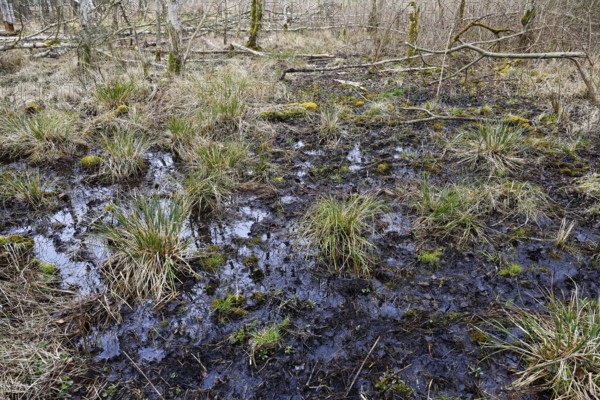 Humid swampy terrain with grass and moss in a wild natural setting, Peenetal nature park Park, Mecklenburg-Western Pomerania, Germany