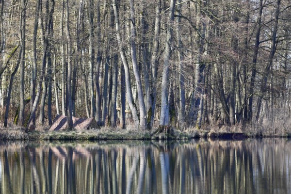 Alder quarry forest in spring, hidden camp of a nature photographer, A dense forest is reflected calmly in the water, creates a timeless natural atmosphere, Peenetal nature park Park, Mecklenburg-Western Pomerania, Germany