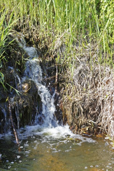 Moor outlet, small waterfall in a stream surrounded by lush reeds and vegetation, Peenetal nature park Park, Mecklenburg-Western Pomerania, Germany