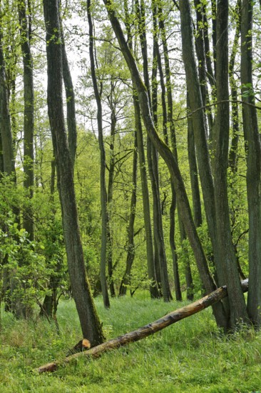 Alder quarry forest in spring, green trees and grass in a quiet forest, Peenetal nature park Park, Mecklenburg-Western Pomerania, Germany