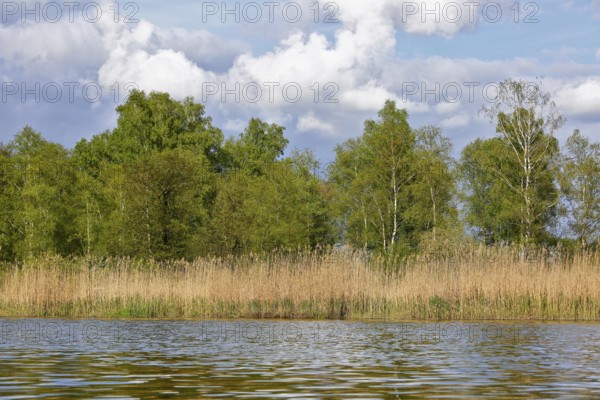 Tranquil river landscape with reeds, birches and cloudy sky in the background, Peenetal nature park Park, Mecklenburg-Western Pomerania, Germany