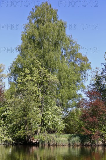 Large birch tree on the banks of a river under a blue sky, Peenetal nature park Park, Mecklenburg-Western Pomerania, Germany