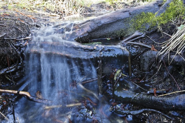 Moor outlet, A clear stream flows over roots and moss in the forest, Peenetal nature park Park, Mecklenburg-Western Pomerania, Germany