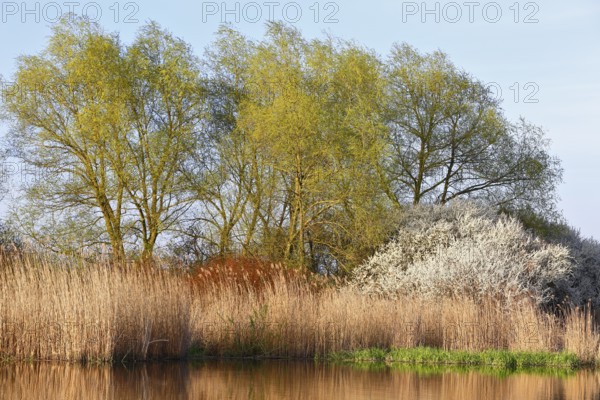 Flowering shrubs and green trees on a quiet waterside, Peenetal nature park Park, Mecklenburg-Western Pomerania, Germany