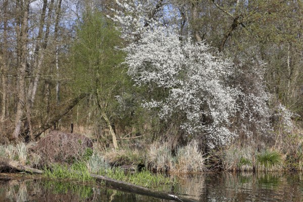 Lush white flowers tower over reeds and reflect in calm waters, Peenetal nature park Park, Mecklenburg-Western Pomerania, Germany
