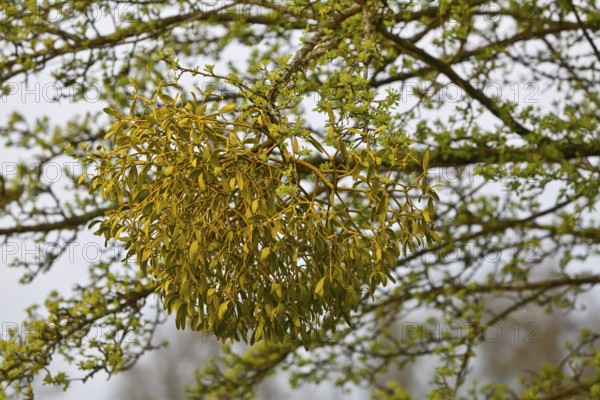 Detailed view of mistletoe in a tree during spring, Peenetal nature park Park, Mecklenburg-Western Pomerania, Germany
