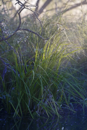 Grass in nature illuminated by atmospheric sunlight and shade, Peenetal nature park Park, Mecklenburg-Western Pomerania, Germany