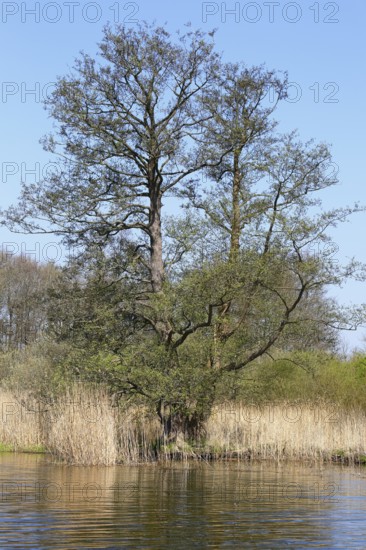 Single tree on a riverbank with withered reeds and blue sky, Peenetal nature park Park, Mecklenburg-Western Pomerania, Germany