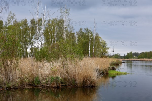 Calm river with reeds, birches and cloudy sky in the background, Peenetal nature park Park, Mecklenburg-Western Pomerania, Germany