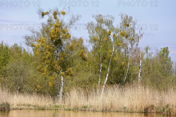 Birch trees with mistletoe and reeds on the banks of a calm body of water, Peenetal nature park Park, Mecklenburg-Western Pomerania, Germany
