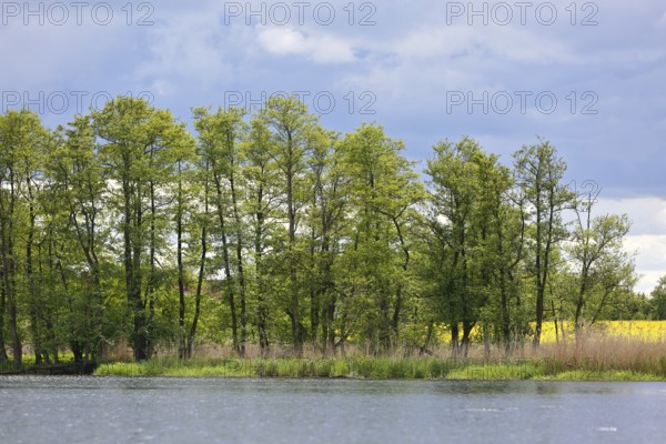 Green trees and reeds on the riverbank, under a slightly cloudy sky, Peenetal nature park Park, Mecklenburg-Western Pomerania, Germany