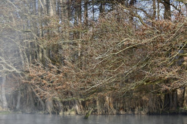 Dense alder forest in spring, foggy atmosphere over calm water, Peenetal nature park Park, Mecklenburg-Western Pomerania, Germany