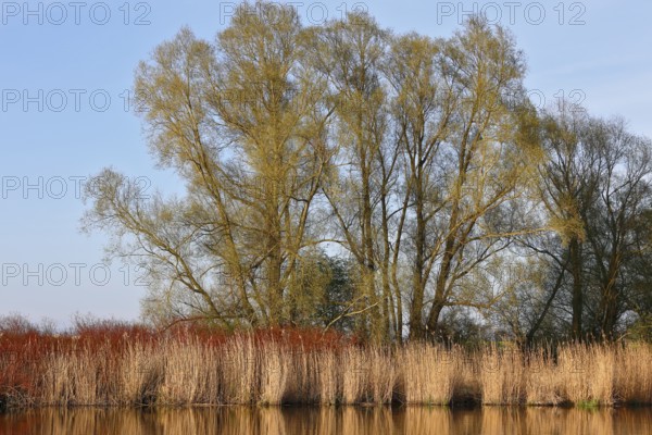 Tall trees and reeds on the riverbank under clear blue sky with calm water, Peenetal nature park Park, Mecklenburg-Western Pomerania, Germany
