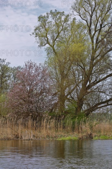 Blooming trees on the riverbank under a slightly cloudy sky, Peenetal nature park Park, Mecklenburg-Western Pomerania, Germany