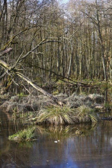 Alder quarry forest in spring, a swampy forest with bare trees and water areas, Peenetal nature park Park, Mecklenburg-Western Pomerania, Germany