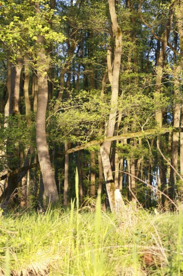 Alder quarry forest in spring, sunlight penetrates the trees in a green forest, Peenetal nature park Park, Mecklenburg-Western Pomerania, Germany