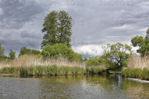 Idyllic lakeside landscape with tall trees and reeds under a cloudy sky, Peenetal nature park Park, Mecklenburg-Western Pomerania, Germany