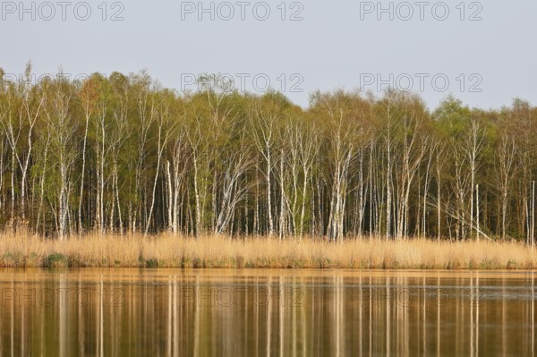 Calm river with reeds and birch forest in the background, Peenetal nature park Park, Mecklenburg-Western Pomerania, Germany