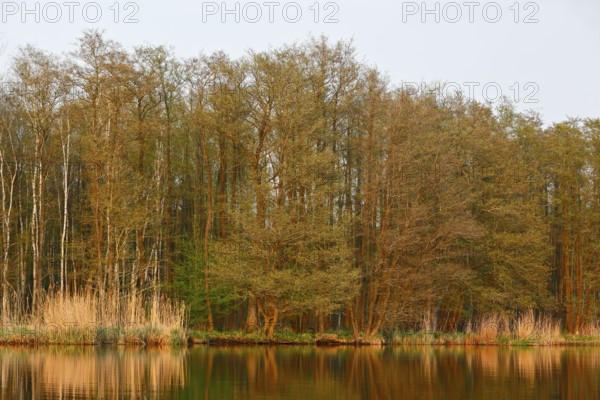 Dense forests and reeds on the river with calm water in warm evening light, Peenetal nature park Park, Mecklenburg-Western Pomerania, Germany