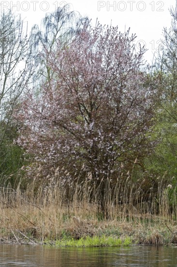 A blooming tree on the shore with reeds in front of a body of water in the spring landscape, Peenetal nature park Park, Mecklenburg-Western Pomerania, Germany