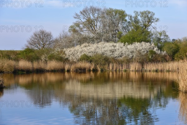 Flowering shrubs and their reflection in a quiet pond, Peenetal nature park Park, Mecklenburg-Western Pomerania, Germany