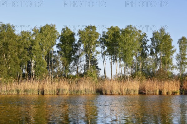 Birch forest on the river under bright blue sky, Peenetal nature park Park, Mecklenburg-Western Pomerania, Germany